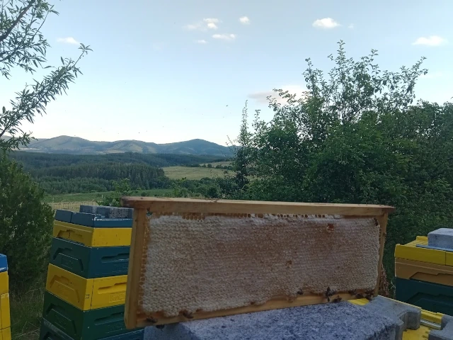Beekeeper checking a hive record on a phone during an inspection